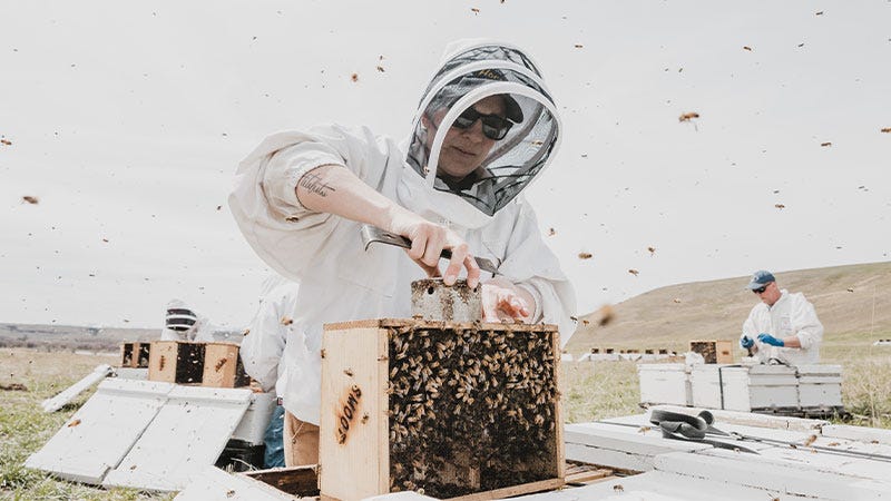 Guide: How to Properly Transport, Install, & Setup a Beekeeping Hive for Beginners